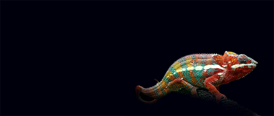 cameleon-2