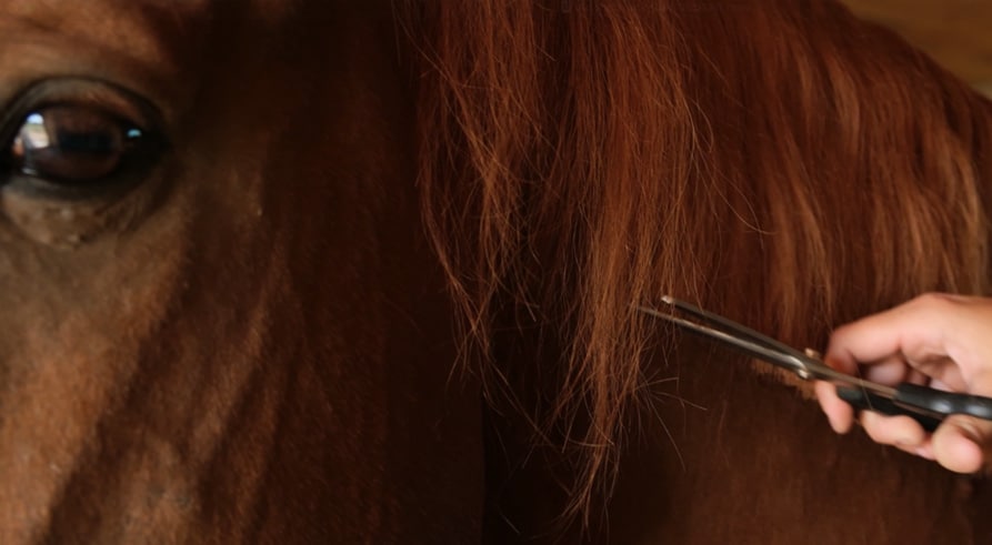 Cheval Crinière